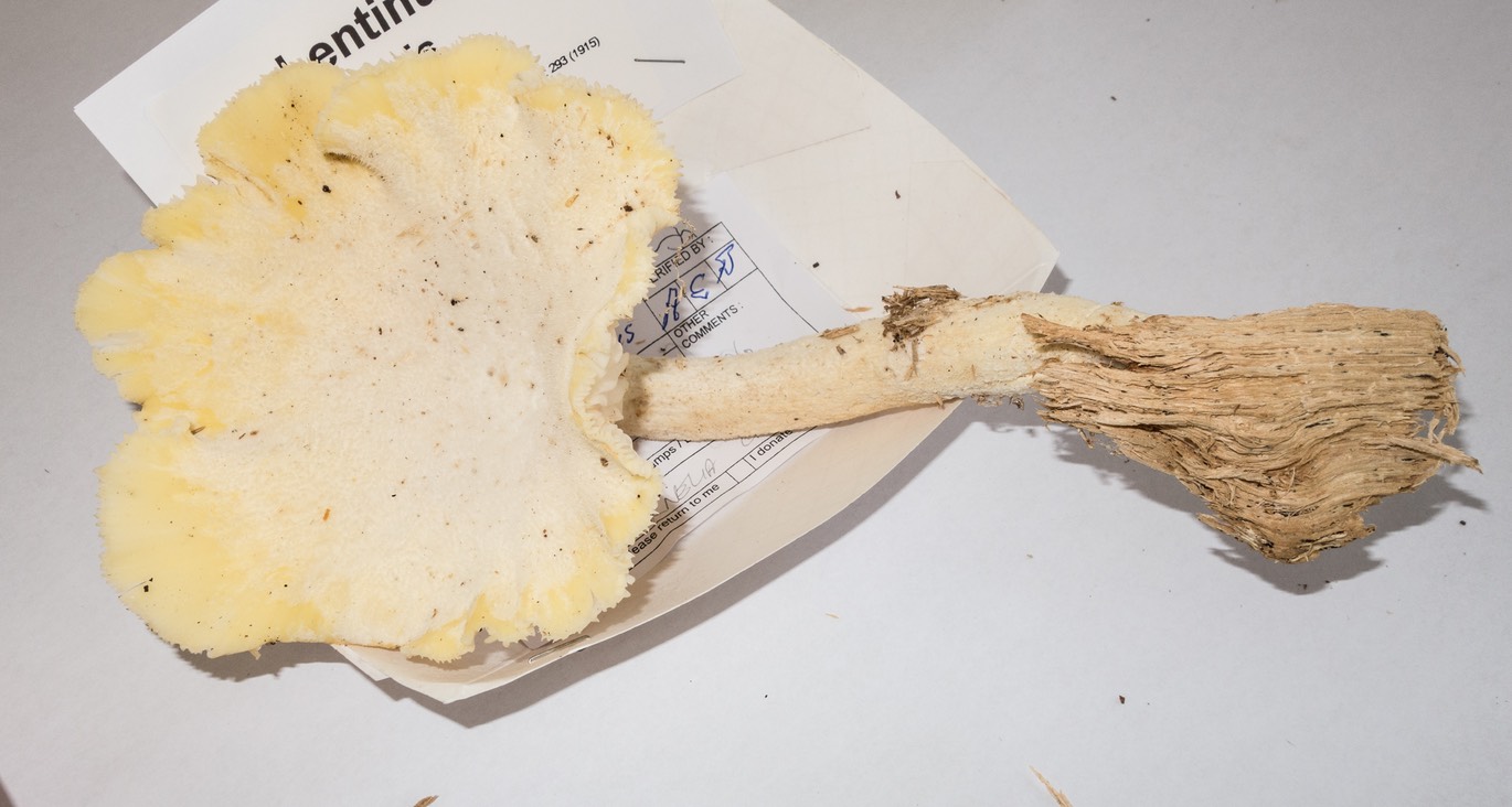 Lentinus levis 3083