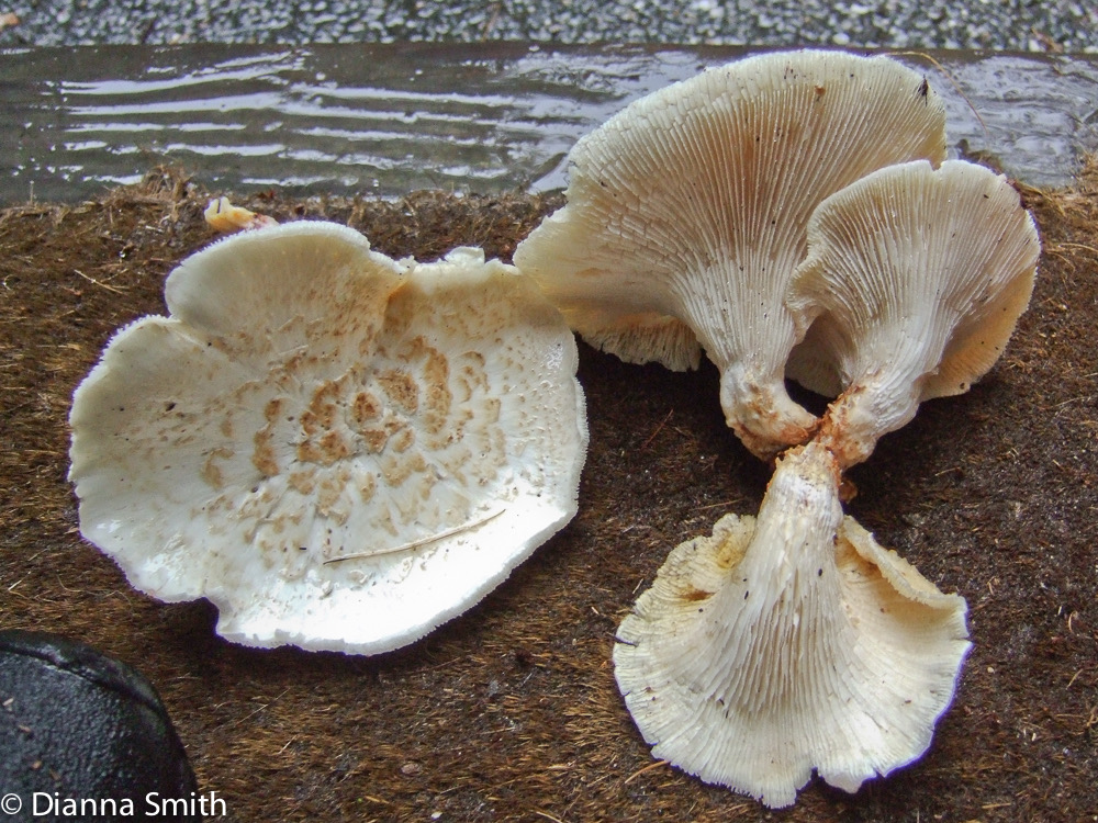 Lentinus trigrinus on conifer1592