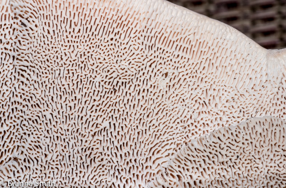 Trametes gibbosa (Lenzites gibbosa)1020397
