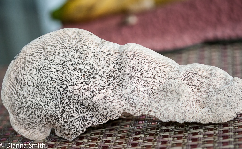 Trametes gibbosa (Lenzites gibbosa)1020399