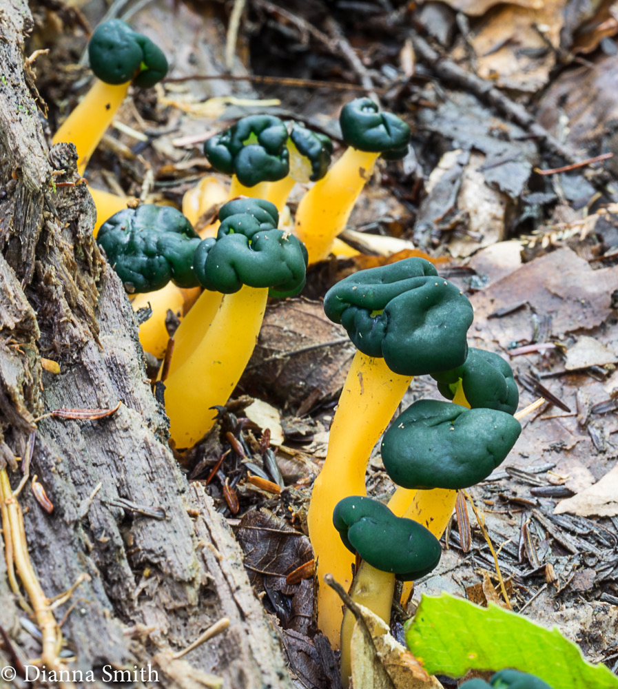 Leotia viscosa 03372