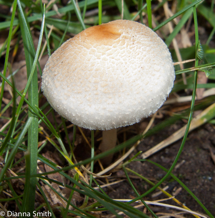 Lepiota cristata3125