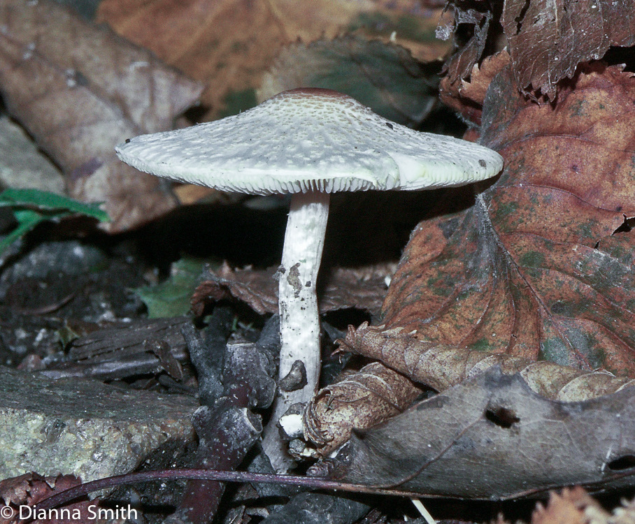 Lepiota cristata3770-2