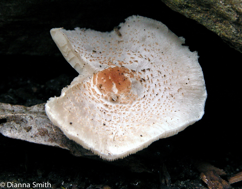 Lepiota cristata4331