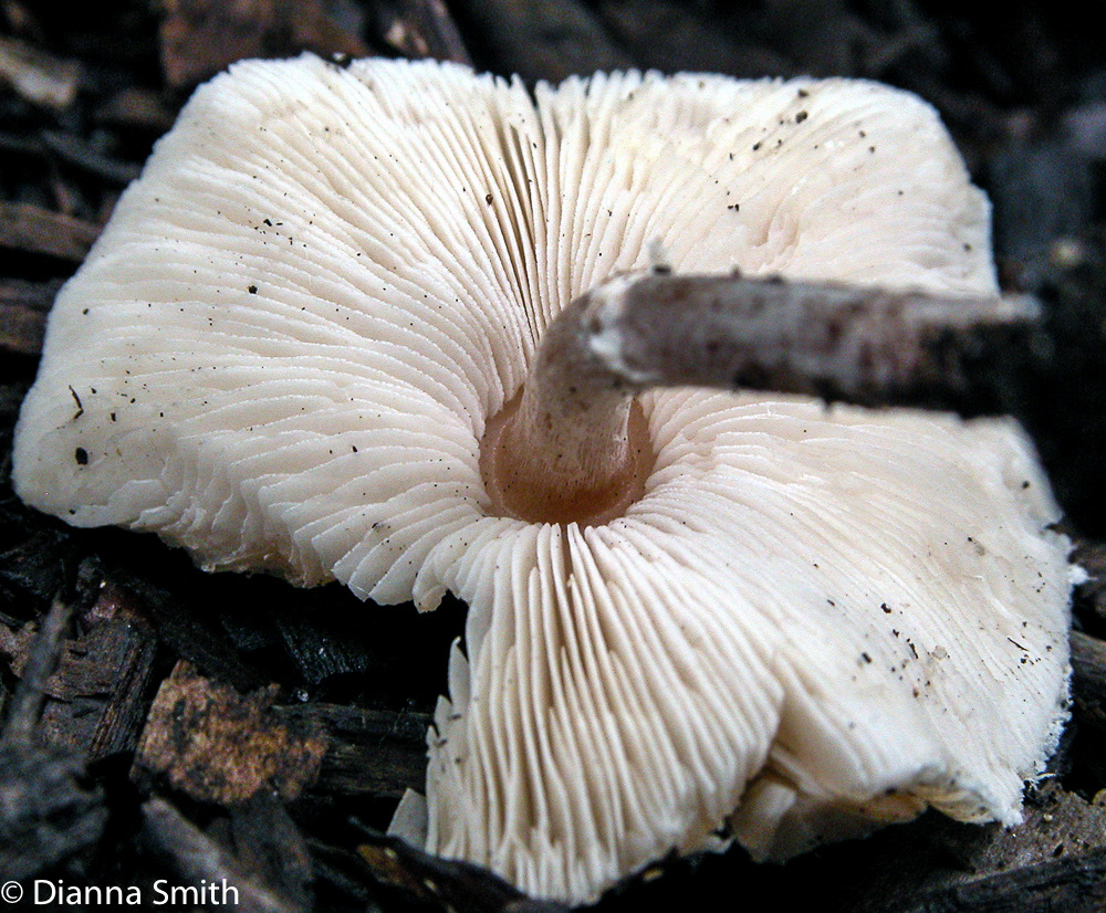 Lepiota cristata4336