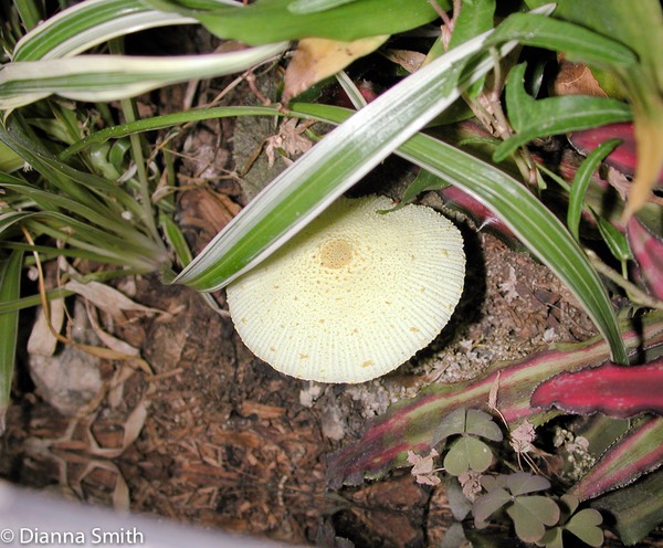 Leucocoprinus birnbaumii (Lepiota lutea)9