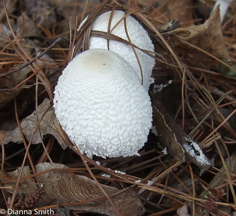 Leucocoprinus cepaestipes (Lepiota cepistipes)2367