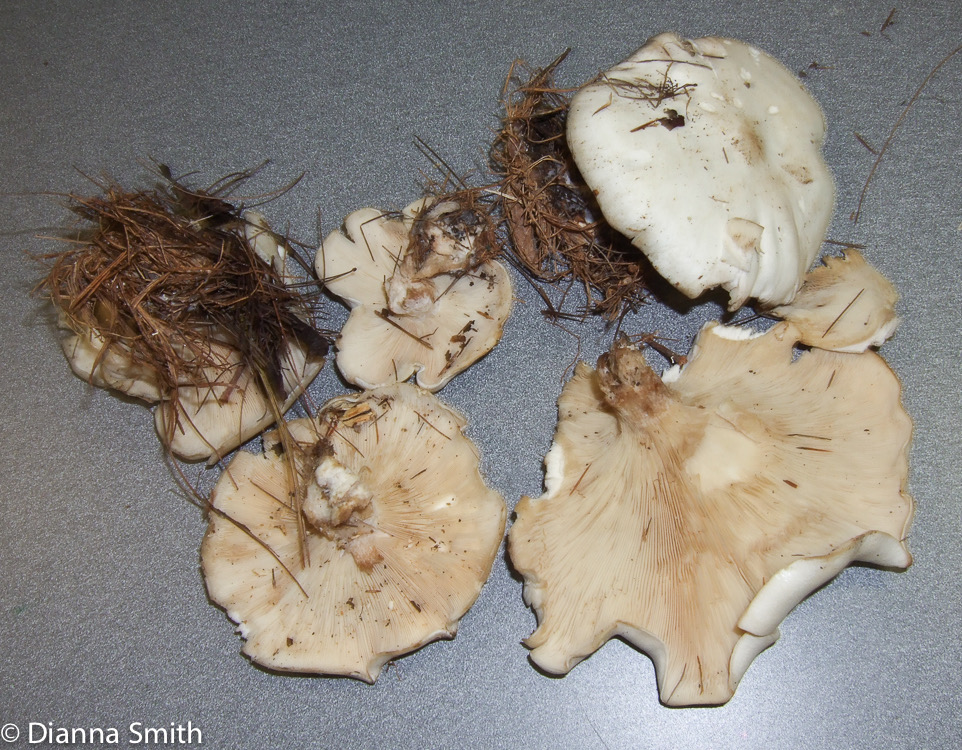 Leucopaxillus albissimus10030011