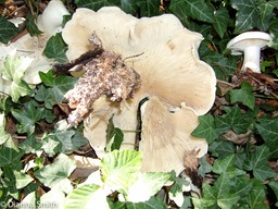 Leucopaxillus albissimus 1227