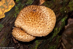 Leucopholiota decorosa06218