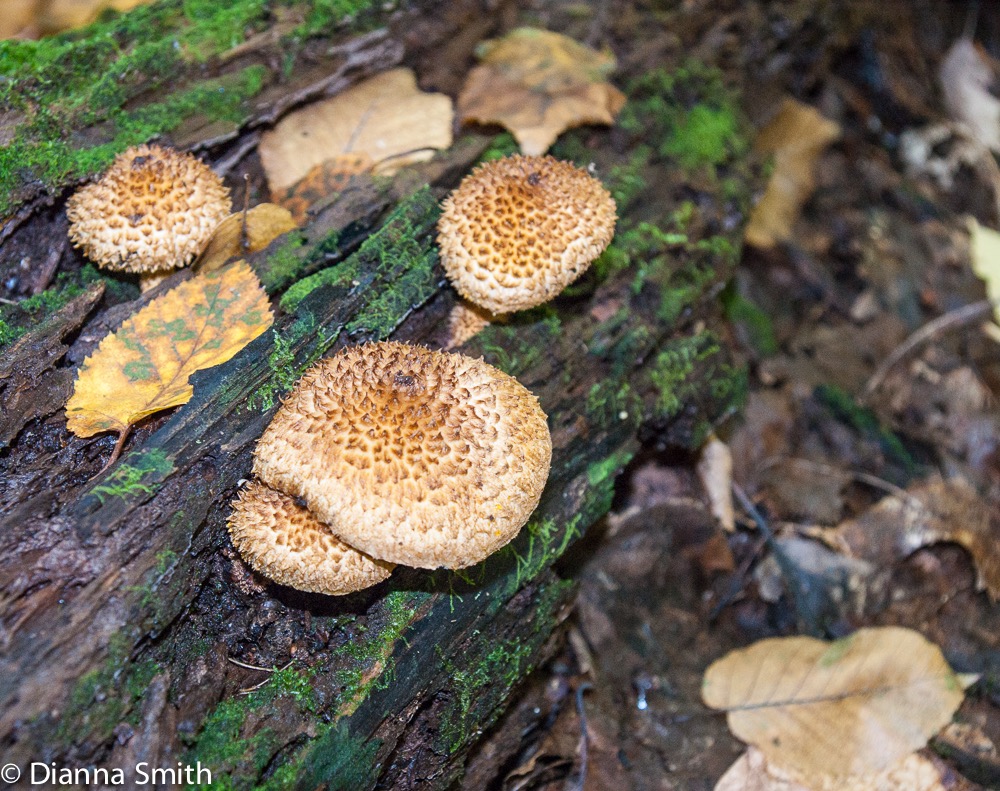 Leucopholiota decorosa06218