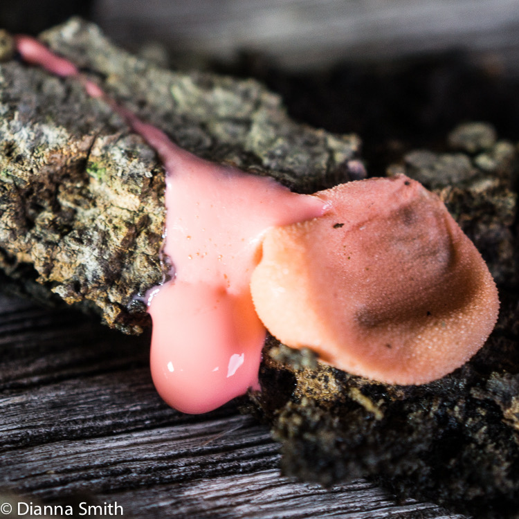 Lycogala epidendrum01361