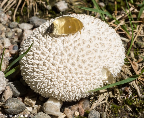 Lycoperdon curtisii01881