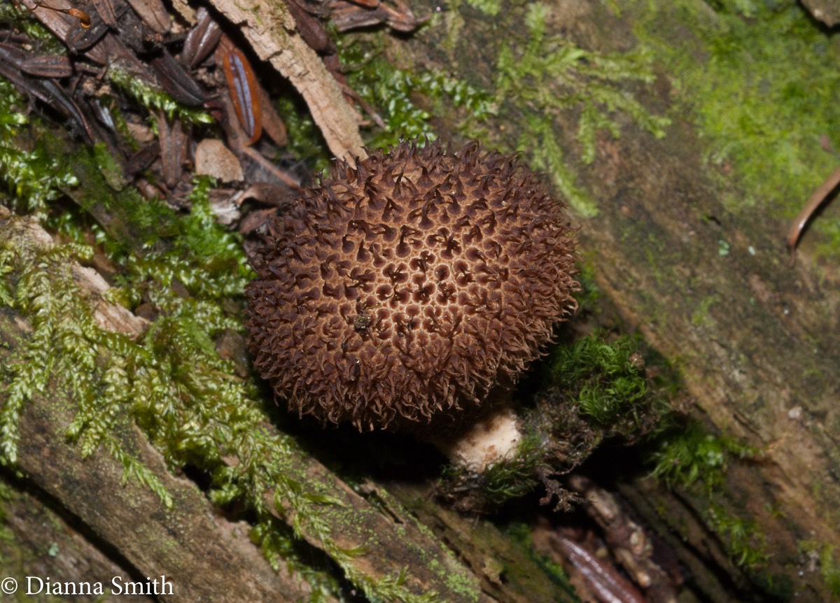 Lycoperdon echinatum  MB02937