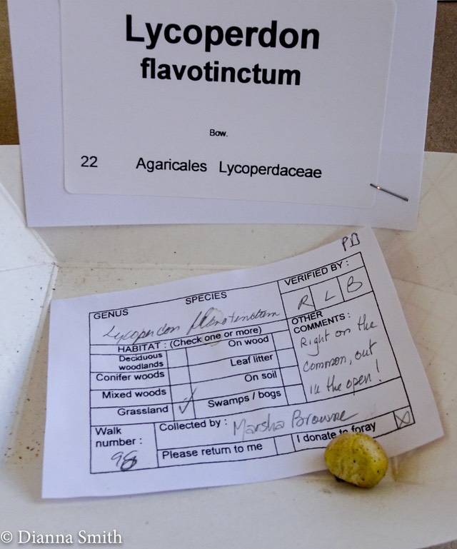 Lycoperdon flavotinctum 04564