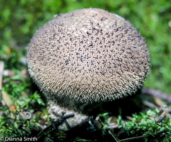 Lycoperdon nigrescens6887