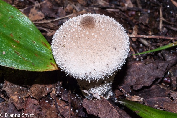 Lycoperdon perlatum01882