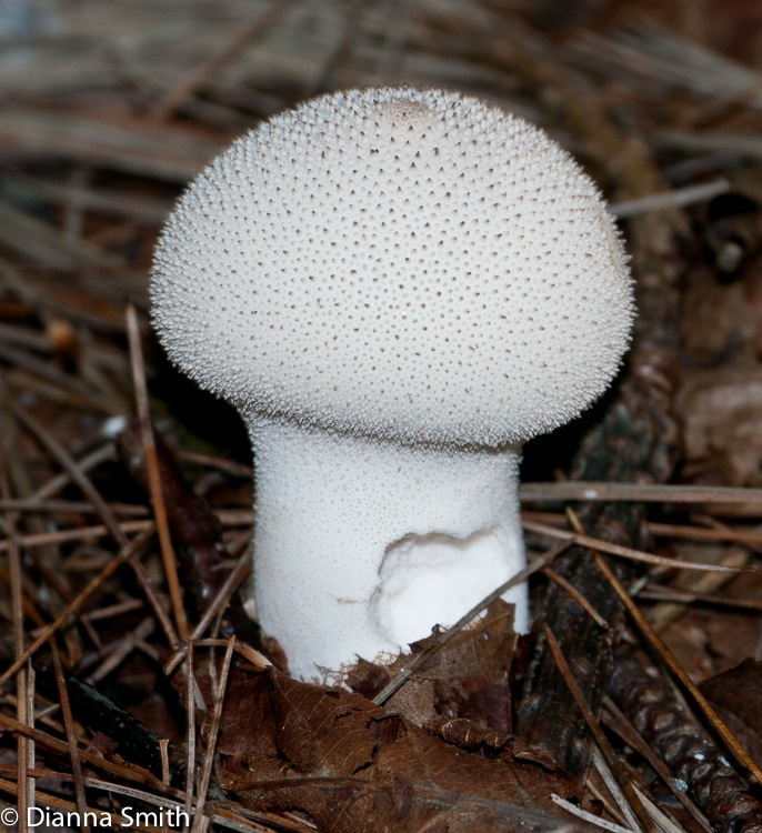 Lycoperdon perlatum1010168