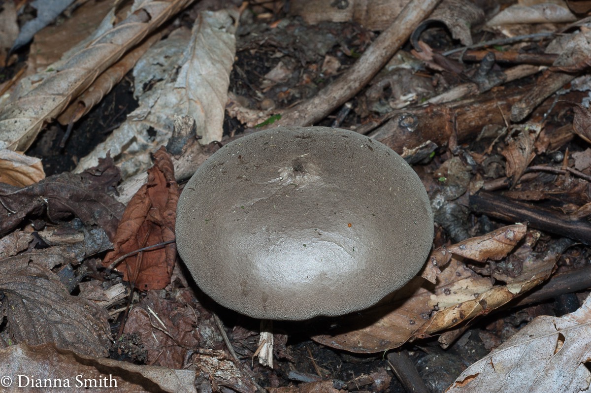 Lycoperdon pulcherrimum MB02939