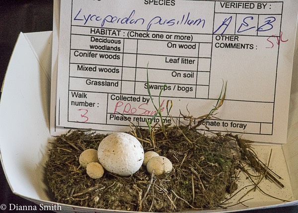 Lycoperdon pusillum 01536