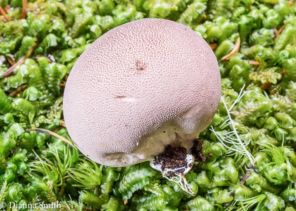 Lycoperdon subincarnatum01729