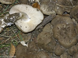 Lyophyllum decastes4989
