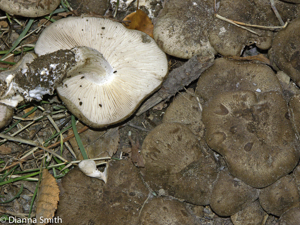Lyophyllum decastes4989