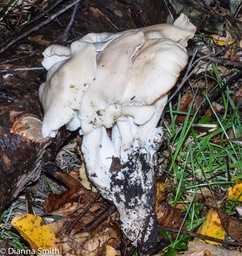 Lyophylum connatum6872
