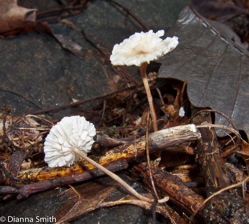 Marasmius praeacutus3104