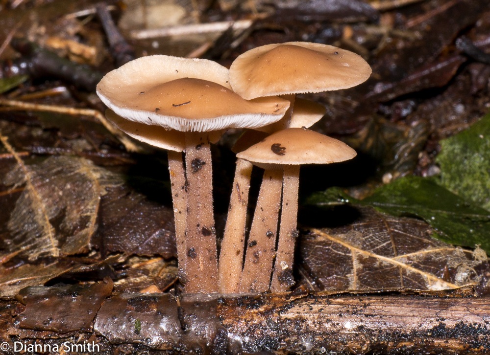 Marasmius strictipes (Collybia strictipes)1020430