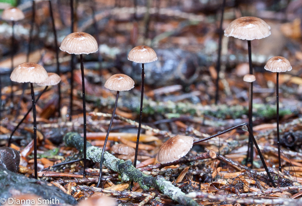 Marasmius0947