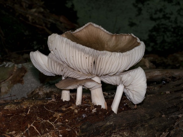 Megacollybia rodmani(Tricholomopsis platyphylla)1000187