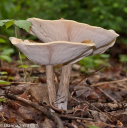 Melanoleuca alboflavida04709