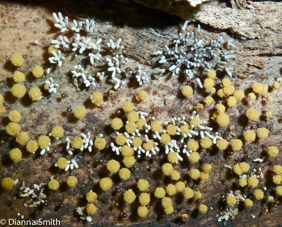 Metatrichia, etc.1010019
