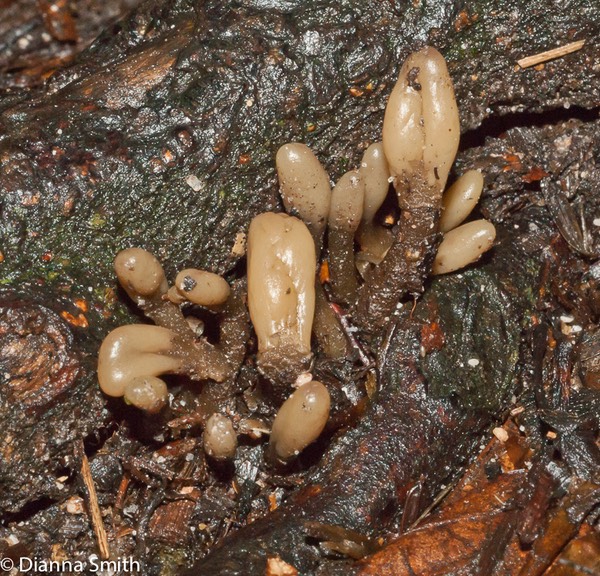 Microglossum olivaceum02001