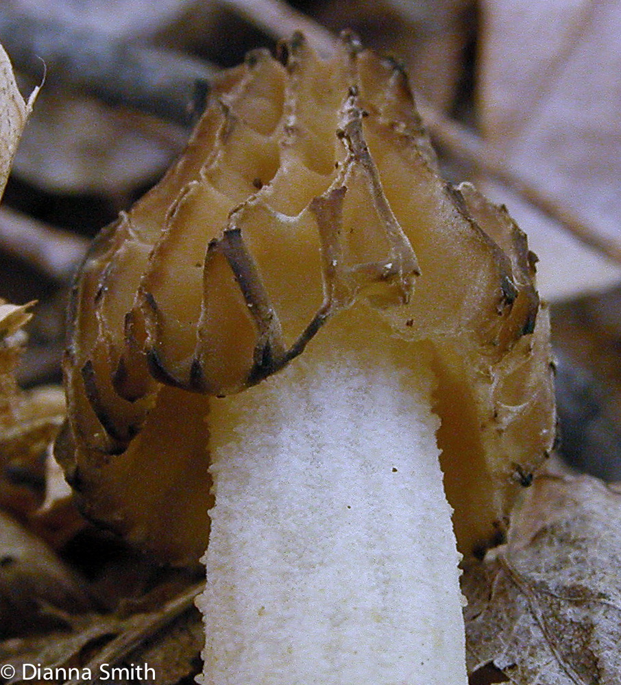 Morchella punctipes (Morchella semilibera)9655