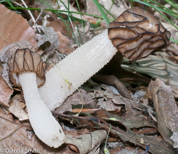 Morchella semilibera1020820