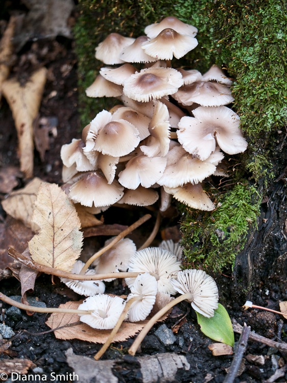Mycena galericulata1010999