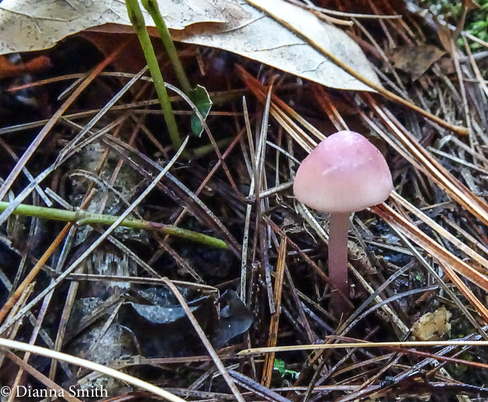 Mycena pura 05834