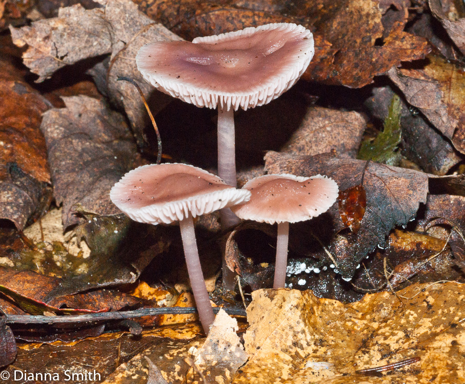 Mycena pura01790