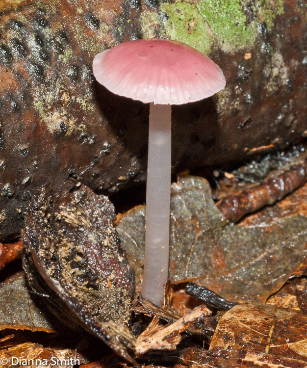 Mycena pura03725