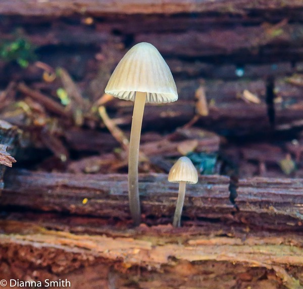 Mycena subcaerulea 0064