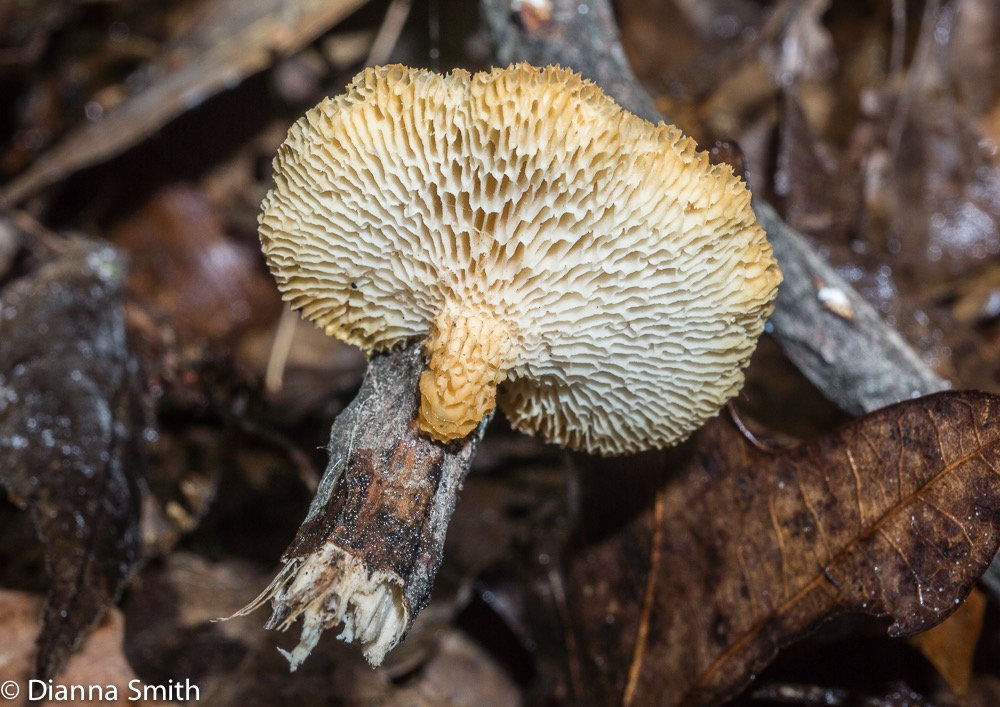 Neofavolus alveolaris 04636