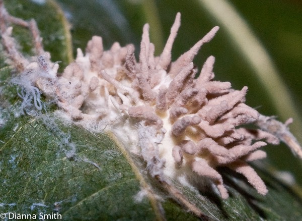 Ophiocordyceps sp.01498-1