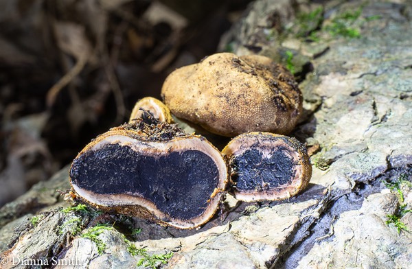 Ophiocordyceps verrucosa 05184