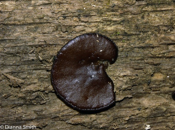 Pachyella clypeata3175