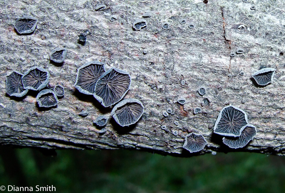 Panellus violaceofulvus110-2