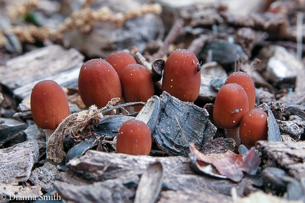 Parasola auricoma 9779