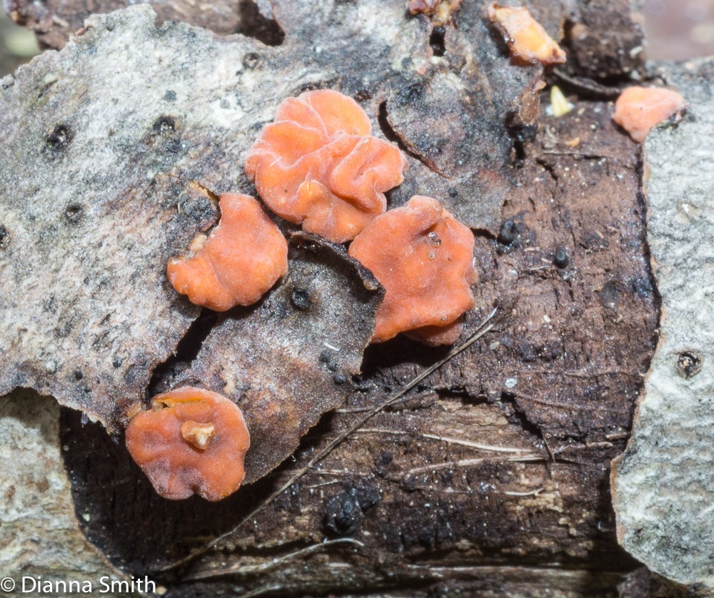 Peniophora rufa 05895