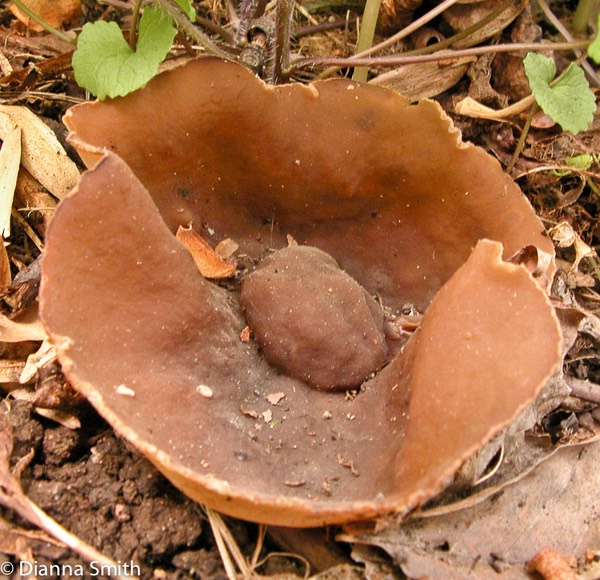 Peziza badia9695